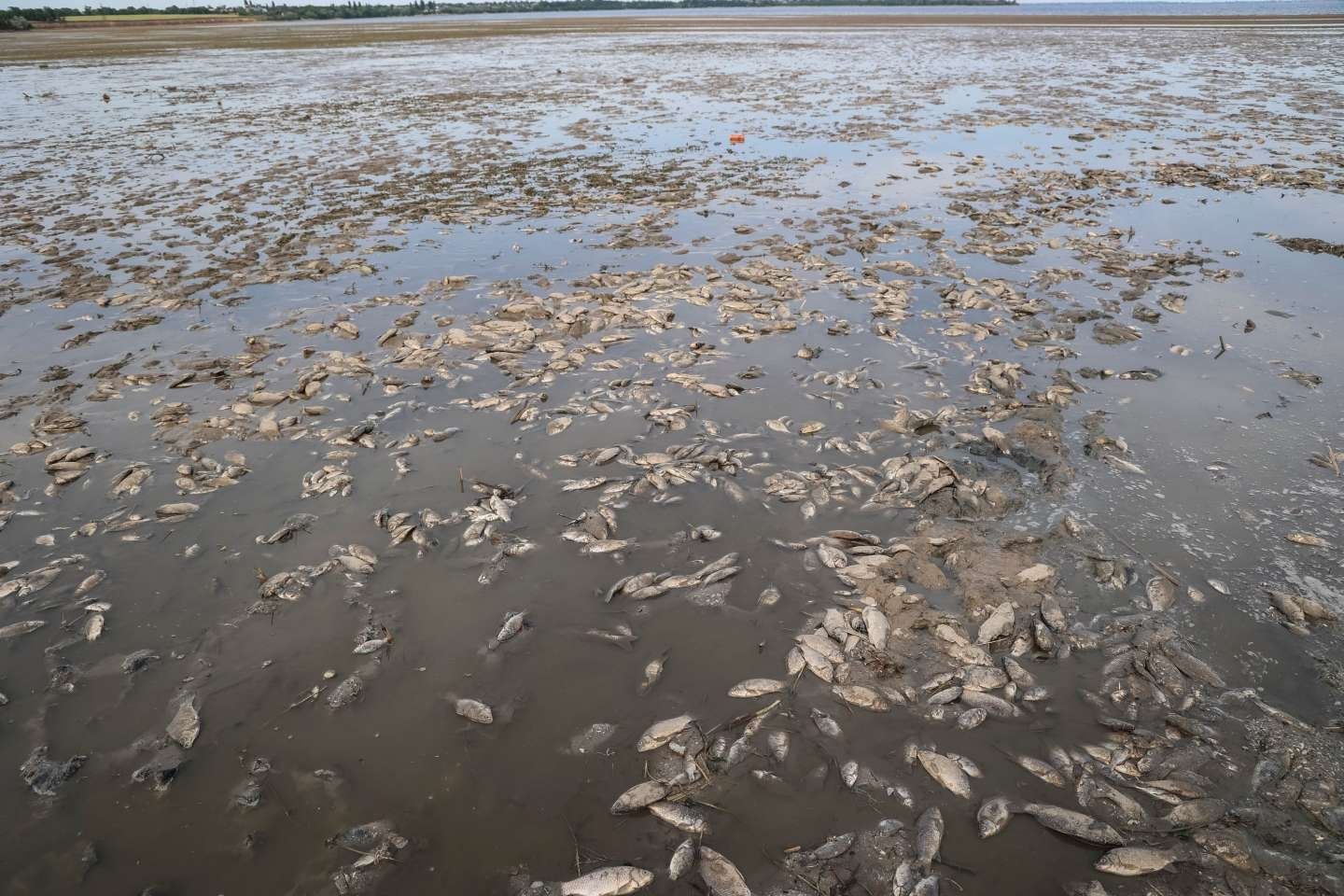 DH - Thousands of fish dead after Kakhovka reservoir dam destroyed 7 - Kherson area - Jun 2023.jpg