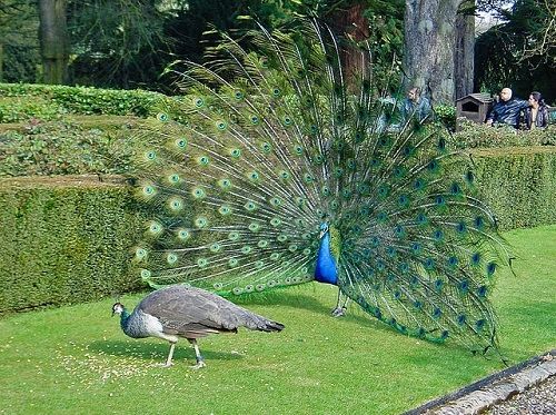 Differences-Between-Peacock-and-Peahen (1).jpg