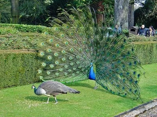 Differences-Between-Peacock-and-Peahen (1).webp