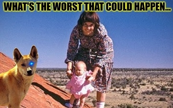 dingo.webp