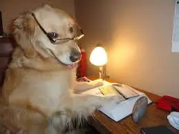 dissaprovinglookGoldenRetriever.webp
