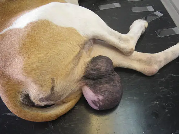 dog-537248.webp