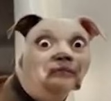 dog face.webp