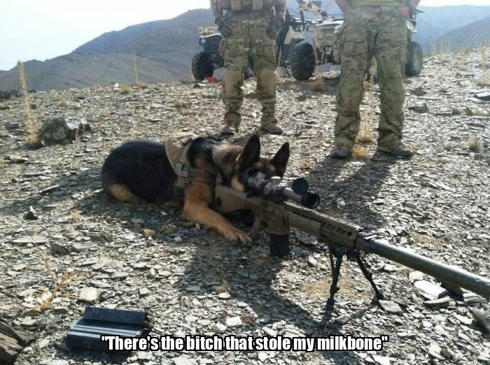 dog w 50cal.webp
