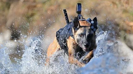 doggy.webp