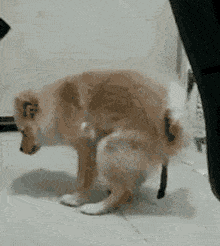 dogshit.gif