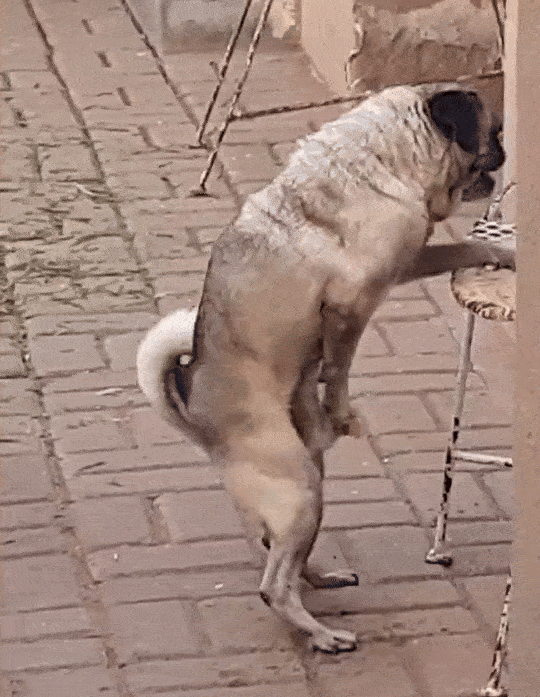dogwank.gif