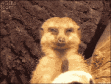 dozing-falling.gif