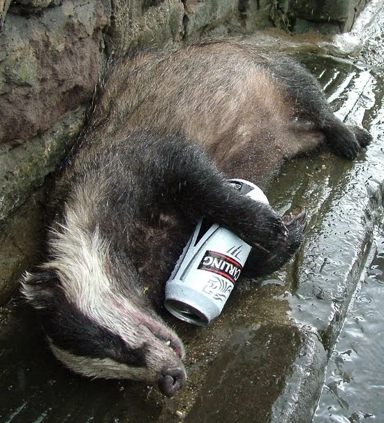 drunkbadger2.webp