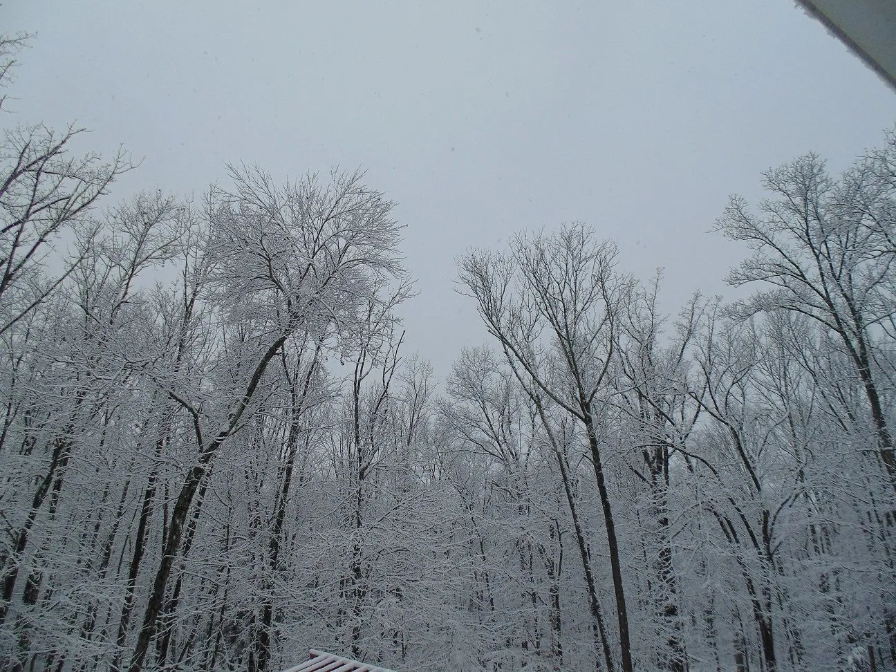 DSC00046.webp
