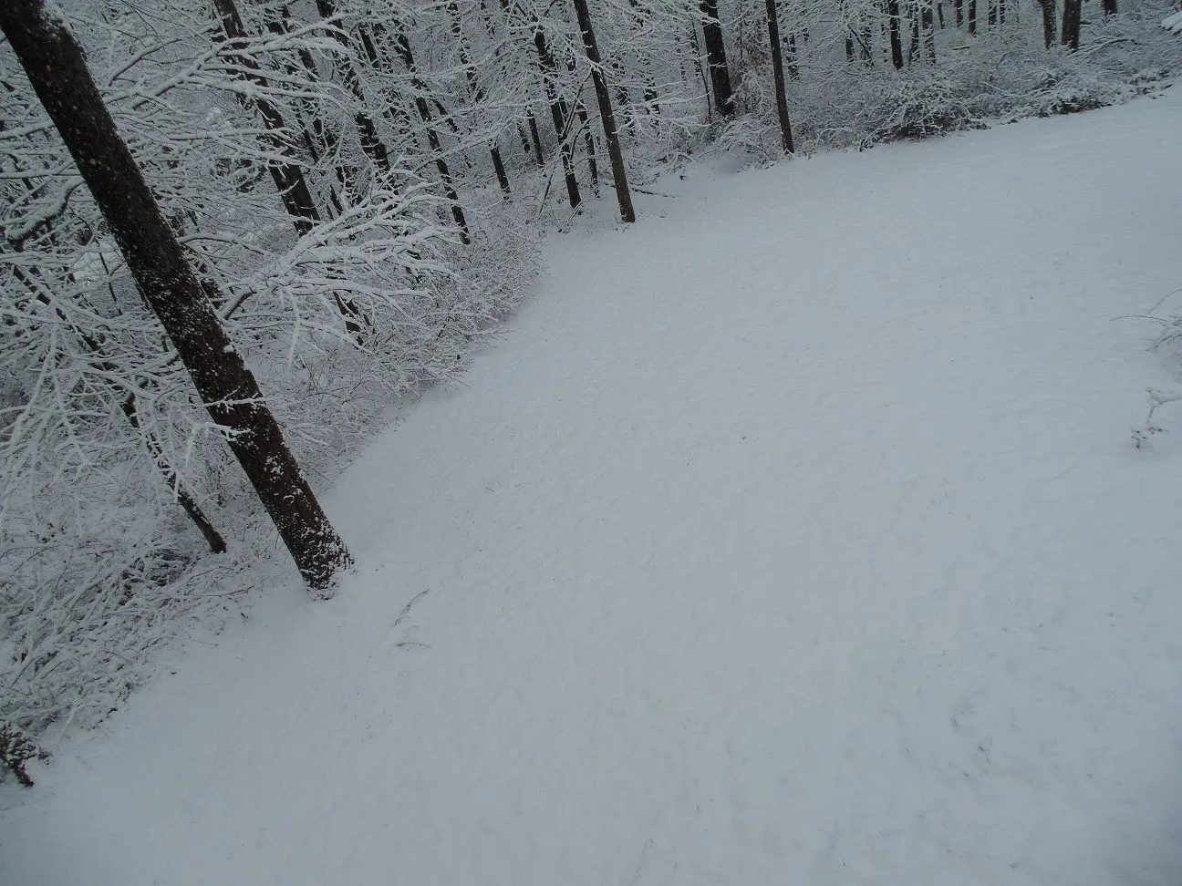 DSC00048.webp