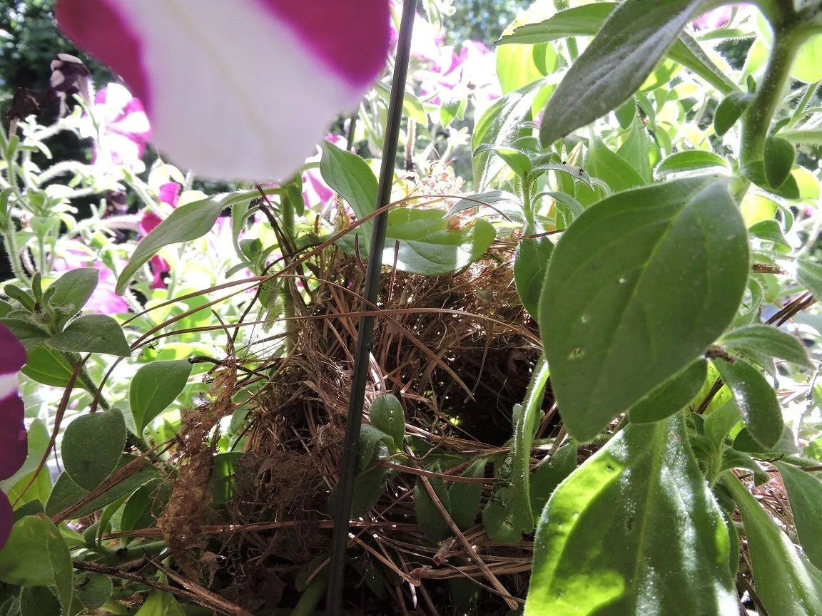 DSCN0524.webp