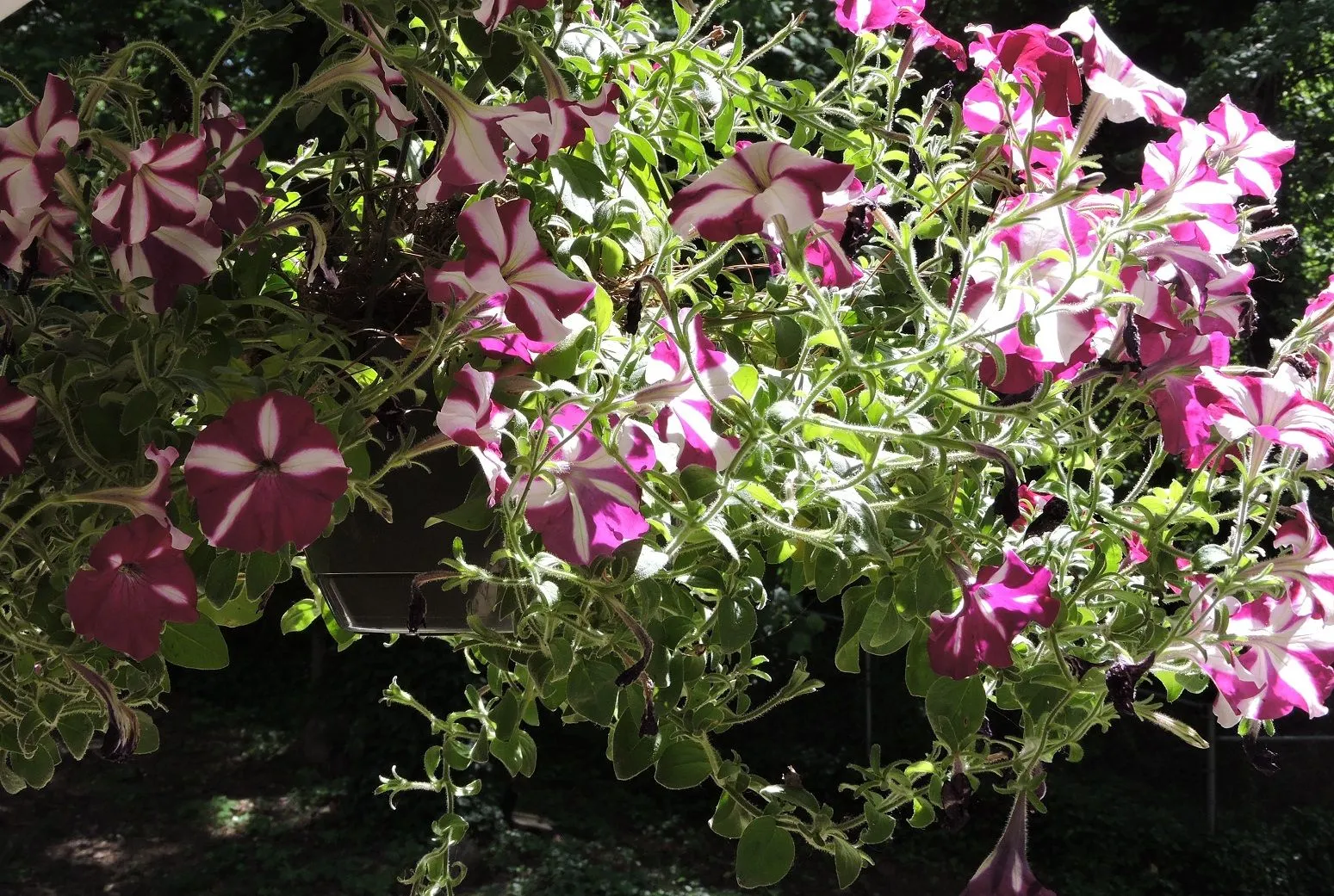 DSCN0527.webp