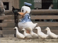 duck.gif