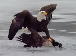 EagleTrumpvsTrudopeGoose.webp