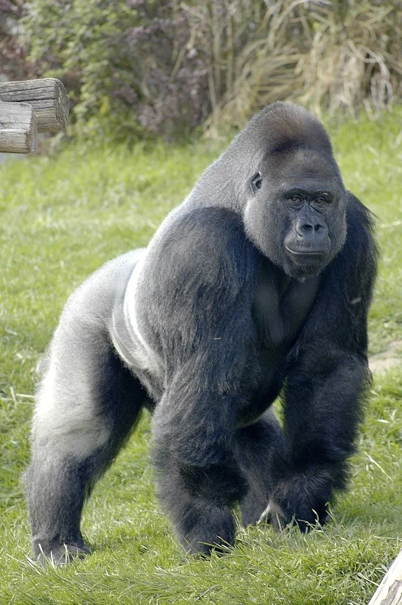 'Espace_Zoologique.webp