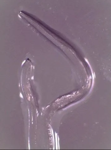 eye-worm-2-180212.webp
