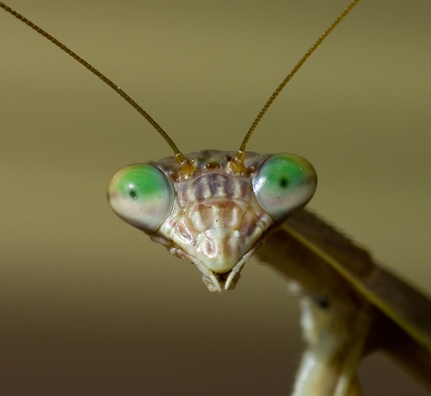 Face_of_Praying_Mantis.webp