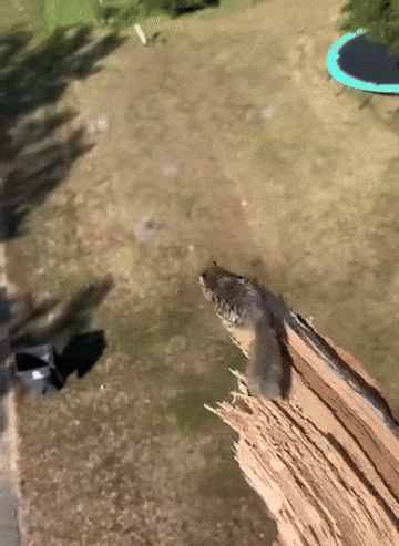 flying.gif