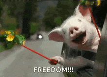 freedom-roadtrip.gif