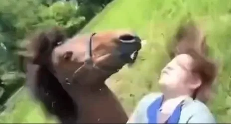 FUB horsie.webp
