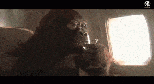 funny-animals-weekend.gif