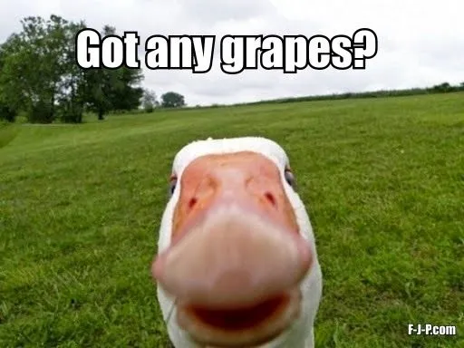 Funny-Duck.jpg