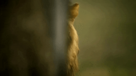 giphy (17).gif