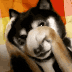 giphy(2).gif
