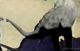 giphy (3).gif