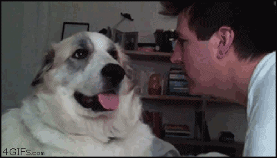 giphy-3.gif