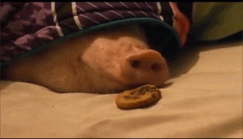 giphy (3).gif