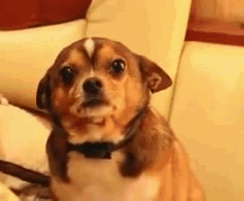 giphy-30.gif