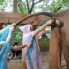 giphy-downsized.gif