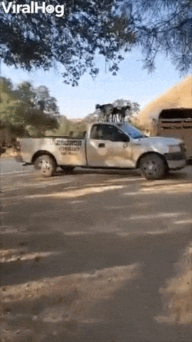 giphy-downsized.gif