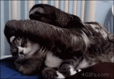 giphy.gif
