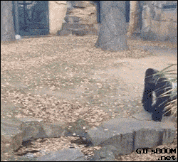 giphy.gif