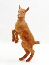 goat person.webp