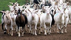goats.webp