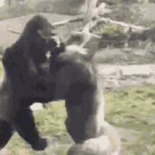 gorilla-fight-729423006.gif