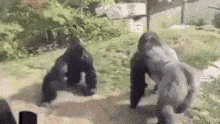 gorilla-fighting.gif