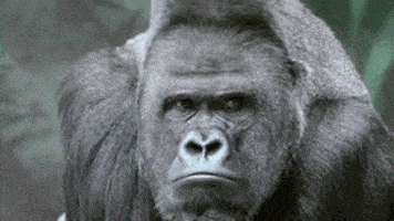 gorilla. gif.gif