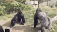 Gorilla.gif
