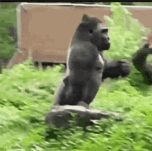 gorillaman.gif