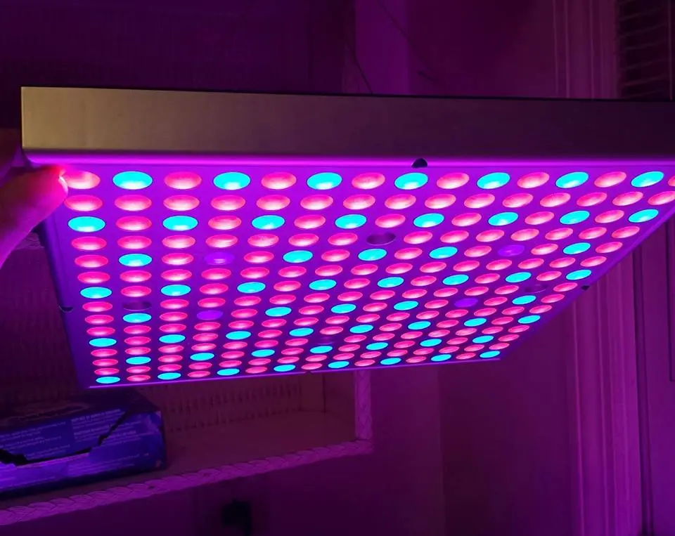 growlight.webp