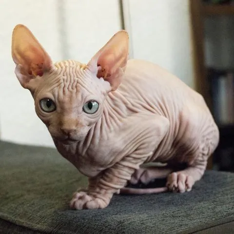 hairless-cat-breeds-sphynx-1567008601.webp