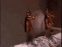 hamam-bocegi.gif