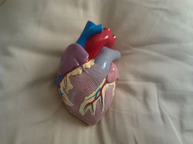 heart model 1.webp