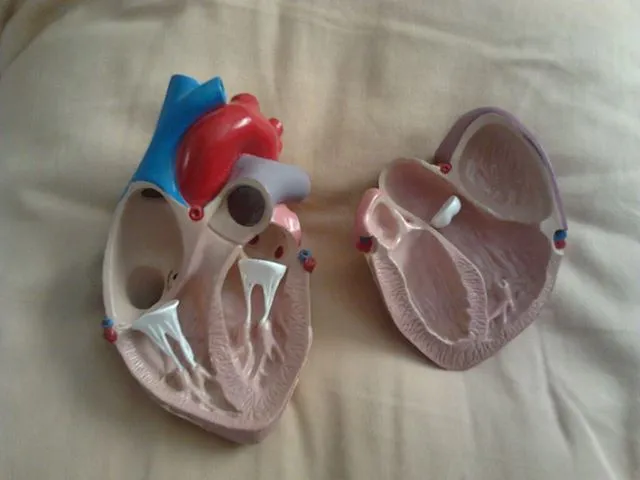 heart model 2.webp