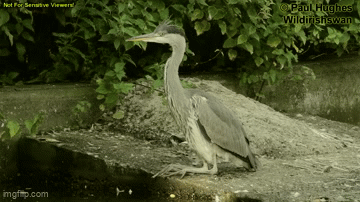 heron gif2.gif